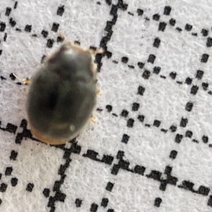 Coccinellidae (family) at Surf Beach, NSW - 16 May 2023