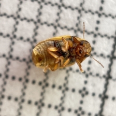 Unidentified at suppressed - 16 May 2023