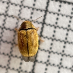 Unverified at suppressed - suppressed