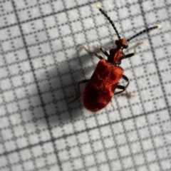 Lemodes coccinea (Scarlet ant beetle) at Surf Beach, NSW - 15 May 2023 by Hejor1