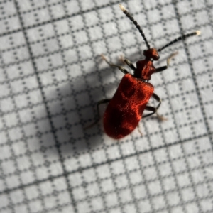 Lemodes coccinea at Surf Beach, NSW - 16 May 2023