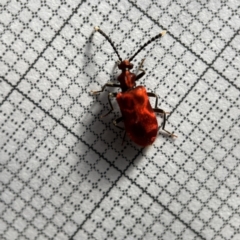 Lemodes coccinea at Surf Beach, NSW - 16 May 2023