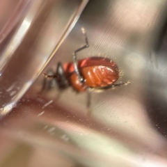 Lemodes coccinea at Surf Beach, NSW - 16 May 2023