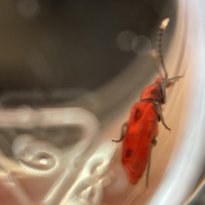 Lemodes coccinea at Surf Beach, NSW - 16 May 2023