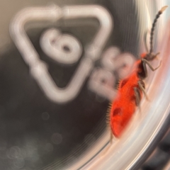 Lemodes coccinea at Surf Beach, NSW - 16 May 2023