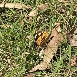 Heteronympha merope at Bright, VIC - 16 May 2023 10:33 AM