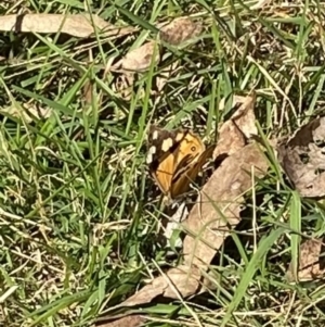 Heteronympha merope at Bright, VIC - 16 May 2023