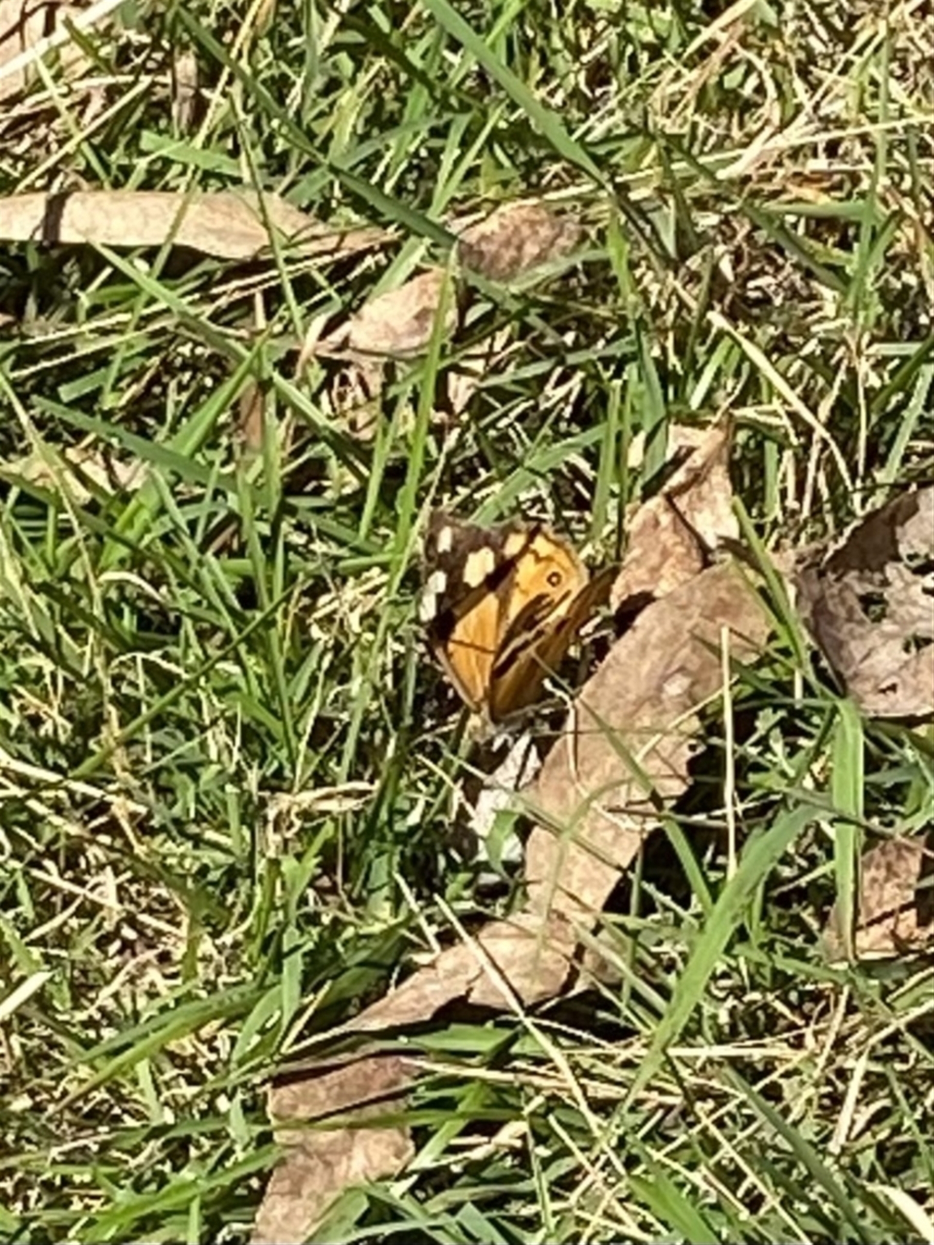 Heteronympha merope at Bright, VIC - 16 May 2023 10:33 AM