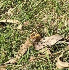 Heteronympha merope at Bright, VIC - 16 May 2023 10:33 AM