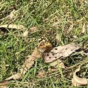 Heteronympha merope at Bright, VIC - 16 May 2023 10:33 AM