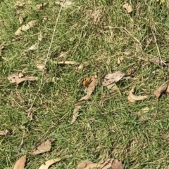 Heteronympha merope at Bright, VIC - 16 May 2023