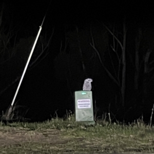 Podargus strigoides at Surf Beach, NSW - 16 May 2023