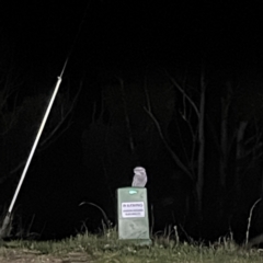 Podargus strigoides at Surf Beach, NSW - 16 May 2023