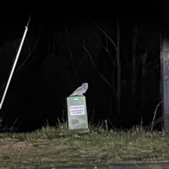 Podargus strigoides at Surf Beach, NSW - 16 May 2023