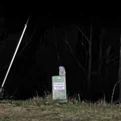 Podargus strigoides at Surf Beach, NSW - 16 May 2023