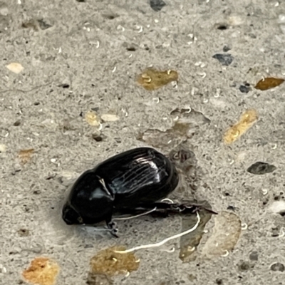 Heteronychus arator (African black beetle) at Batemans Bay, NSW - 16 May 2023 by Hejor1