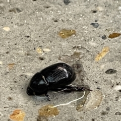 Heteronychus arator (African black beetle) at Batemans Bay, NSW - 16 May 2023 by Hejor1