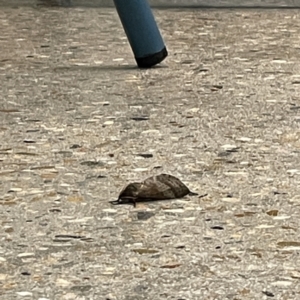 Oxycanus (genus) at Batemans Bay, NSW - 16 May 2023 06:44 PM