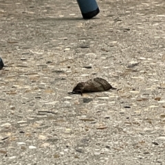 Oxycanus (genus) at Batemans Bay, NSW - 16 May 2023 06:44 PM