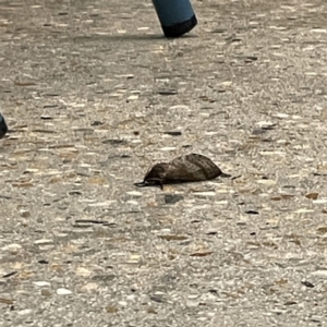 Oxycanus (genus) at Batemans Bay, NSW - 16 May 2023 06:44 PM