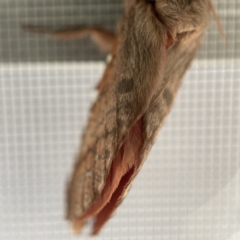 Oxycanus dirempta at Surf Beach, NSW - 17 May 2023 07:37 AM
