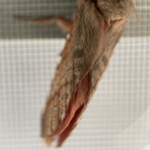 Oxycanus dirempta at Surf Beach, NSW - 17 May 2023 07:37 AM