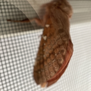 Oxycanus dirempta at Surf Beach, NSW - 17 May 2023 07:37 AM