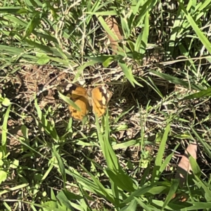 Heteronympha merope at Surf Beach, NSW - 15 May 2023