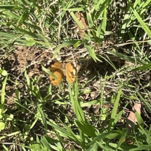 Heteronympha merope at Surf Beach, NSW - 15 May 2023 12:15 PM
