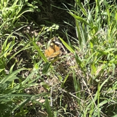 Heteronympha merope at Surf Beach, NSW - 15 May 2023