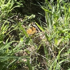 Heteronympha merope at Surf Beach, NSW - 15 May 2023 12:15 PM