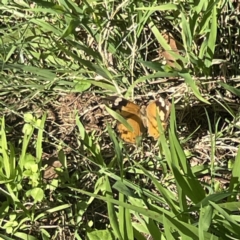 Heteronympha merope at Surf Beach, NSW - 15 May 2023