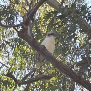 Dacelo novaeguineae at Surf Beach, NSW - 16 May 2023