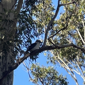 Dacelo novaeguineae at Surf Beach, NSW - 16 May 2023