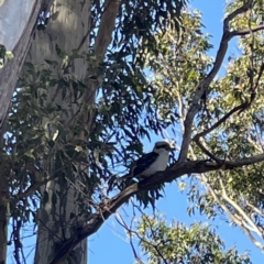 Dacelo novaeguineae at Surf Beach, NSW - 16 May 2023