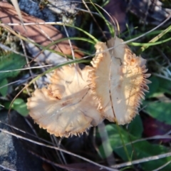 Unidentified Fungus at Mongarlowe, NSW - 16 May 2023 by LisaH