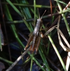 Praxibulus eurobodallae at Mongarlowe, NSW - 16 May 2023 by LisaH