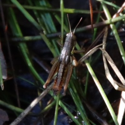 Praxibulus eurobodallae at Mongarlowe, NSW - 16 May 2023 by LisaH