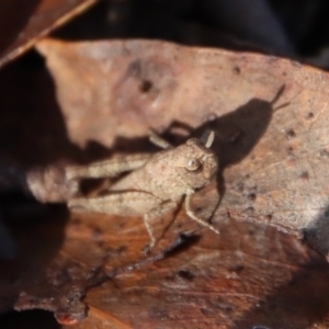 Acrididae sp. (family) at Mongarlowe, NSW - 16 May 2023