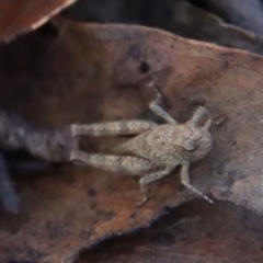 Acrididae sp. (family) at Mongarlowe, NSW - 16 May 2023