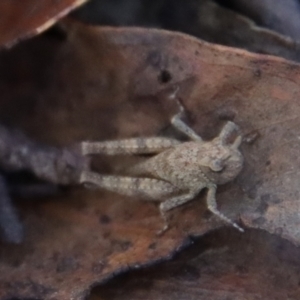 Acrididae sp. (family) at Mongarlowe, NSW - 16 May 2023