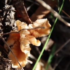 Marasmius at Mongarlowe, NSW - 16 May 2023 by LisaH