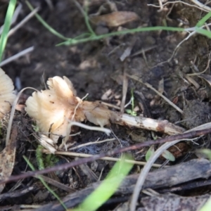 Marasmius at QPRC LGA - suppressed