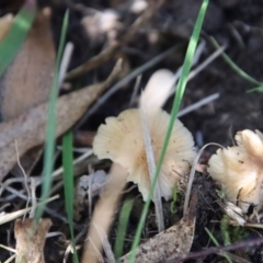 Marasmius at QPRC LGA - suppressed