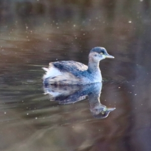 Tachybaptus novaehollandiae at Mongarlowe, NSW - suppressed