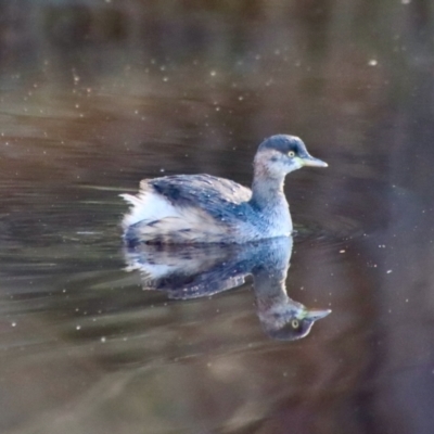 Tachybaptus novaehollandiae (Australasian Grebe) at QPRC LGA - 16 May 2023 by LisaH