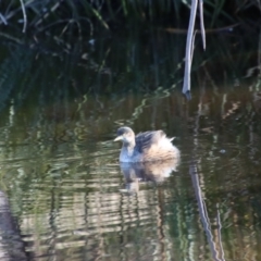 Tachybaptus novaehollandiae at Mongarlowe, NSW - suppressed