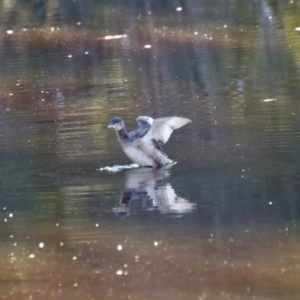 Tachybaptus novaehollandiae at Mongarlowe, NSW - suppressed