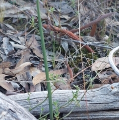 Calochilus sp. (A Beard Orchid) at Black Mountain - 14 May 2023 by Venture