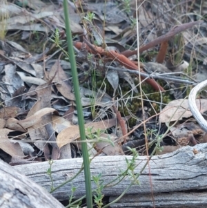 Calochilus sp. at Acton, ACT - suppressed